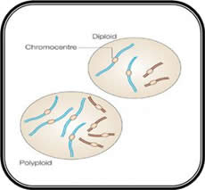 Polyploidy and aneuploidy