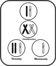 Aneuploidy