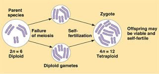 Allopolyploidy and Speciation