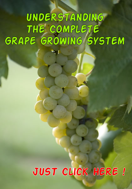 The complete grape growing system