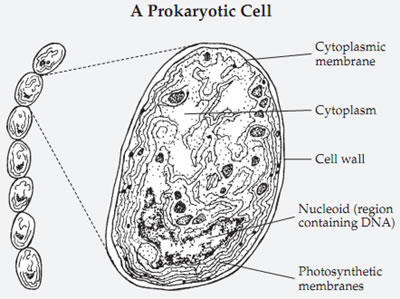 procaryotic cell