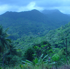 Rain Forest Biomes