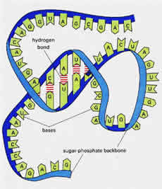 Ribonucleic acid (RNA)