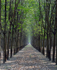 commercial rubber plantations