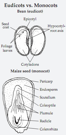 Seeds Structure