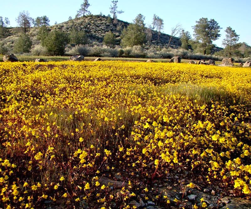 Yellow flowers on serpentine soil