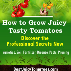 How to grow juicy tasty tomatoes