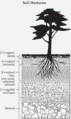 Soil horizons