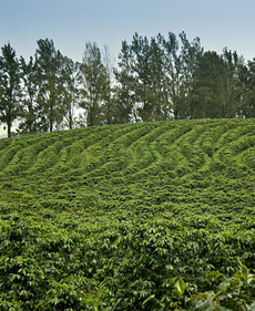 South American Agricuture 