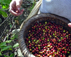 coffee-growing region