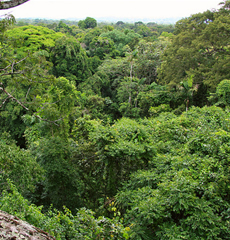 South American Flora