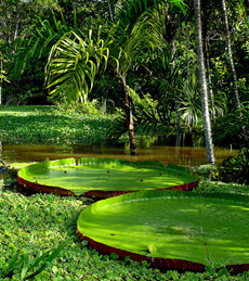 Plants of the Mediterranean and Temperate Forest Biomes