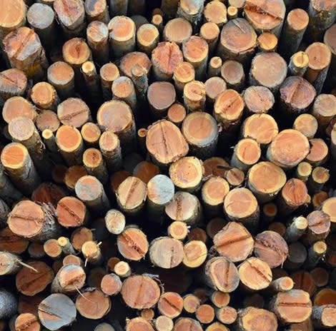 Timber Industry - Pile of freshly cut logs