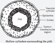 Hollow cylinder surrounding the pith