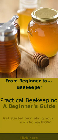 beekeeping for beginner