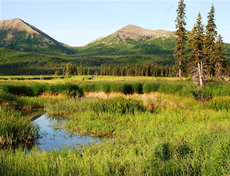 Tundra and High-Altitude Biomes