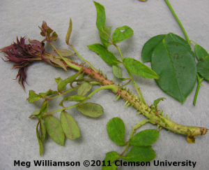 Rose with Rose Rosette Disease