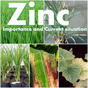 Zinc Importance and Current situation 300x300 Zinc: Importance and Current situation