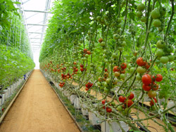 hydroponic tomatoes Indian family makes a breakthrough in hydroponics