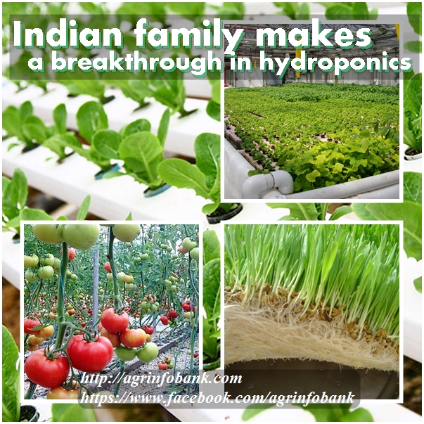 Indian family makes a breakthrough in hydroponics Indian family makes a breakthrough in hydroponics