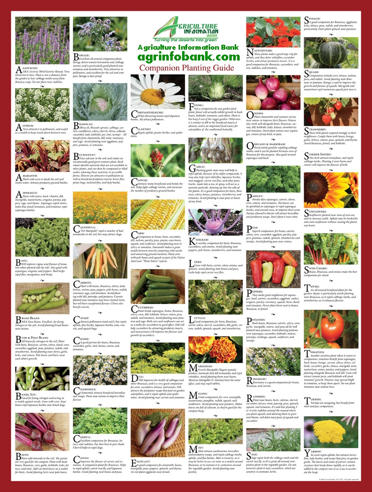 Companion planting 10 tips for companion planting for natural pest control and organic sustainability