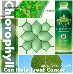 Chlorophyll Can Help Treat Cancer 296x300 Chlorophyll Can Help Treat Cancer