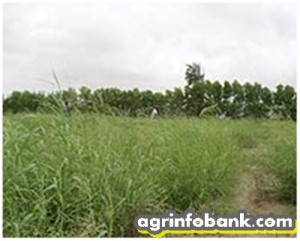 Panicum tyrgidum A resilient fodder and excellent biofuel crop 300x241 Panicum tyrgidum: A resilient fodder and excellent biofuel crop