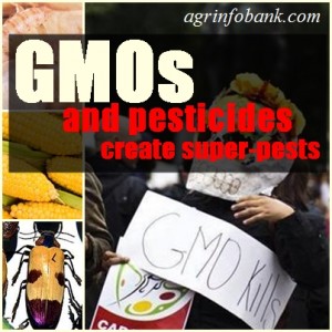 GMOs and pesticides create super pests 300x300 GMOs and pesticides create super pests
