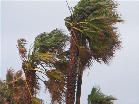 Cold and gusty winds reduce fish catch