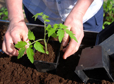 Gardener planting a seedling