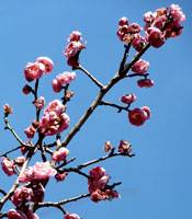 Flowers on a large cherry tree