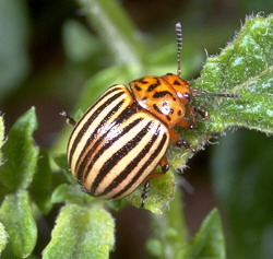 Colorado potato beetle adult