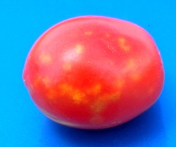 Stink bug damage on tomato
