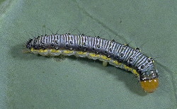 Cross-striped cabbage worm