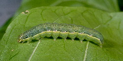 beet armyworm larva