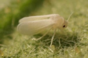 Insect Pests of Cotton in Pakistan: Whitefly