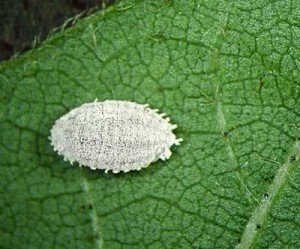 Insect Pests of Cotton: Cotton Mealybug