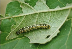 Insect Pests of Cotton: Cotton Armyworm