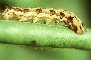 Insect Pests of Cotton: American Bollworm