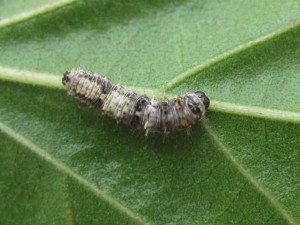 Insect Pests of Cotton: Spotted Bollworm