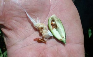 Insect Pests of Cotton: Pink Bollworm