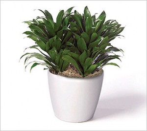 Dracaena Species