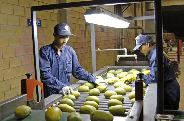 'Pakistan to export mangoes to Turkey next year'