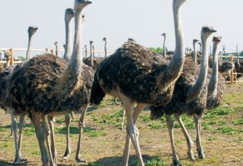 An ostrich is worth its weight in gold