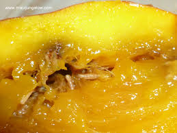 Fruit flies: A Serious thread to Pakistan Mango Export