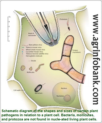 Shape and size of Plant Pathogens