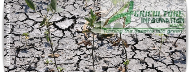 Drought effects on maize crop