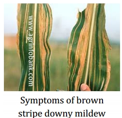 Brown Stripe downy mildew