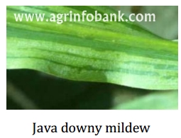 Java Downy mildew