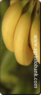 Banana I www.agrinfobank.com